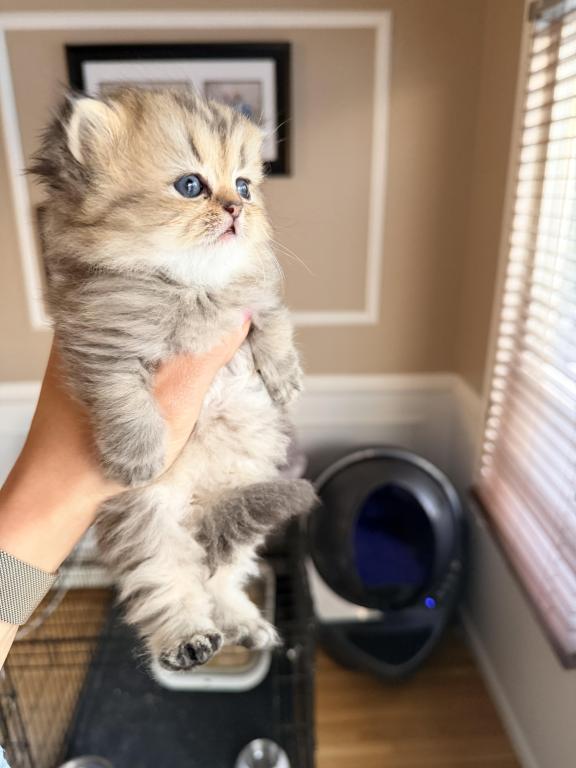 Exotic Persian Kittens photo 8