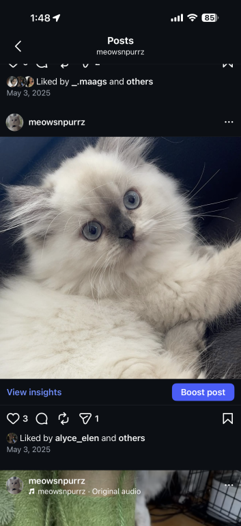 Exotic Persian Kittens photo 12