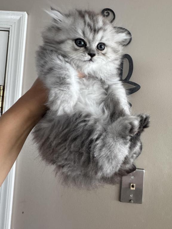 Exotic Persian Kittens photo 6