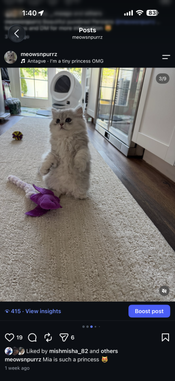 Exotic Persian Kittens photo 30