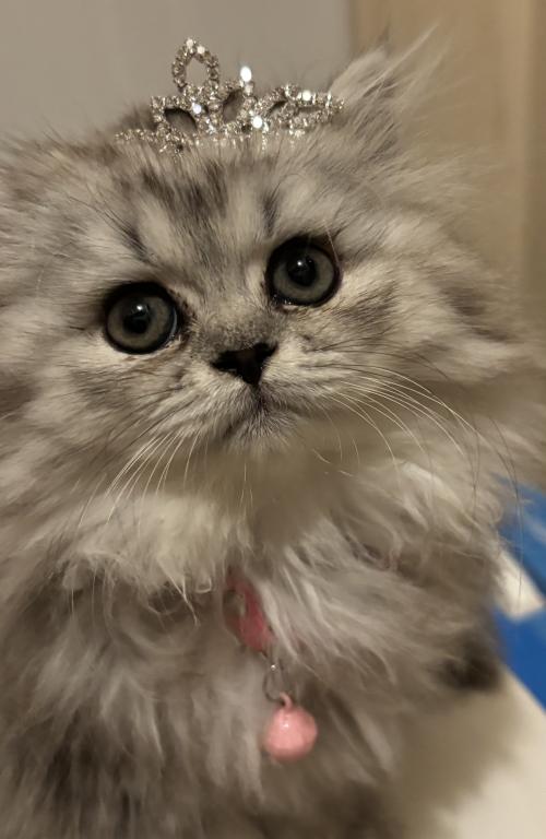 Exotic Persian Kittens photo 7