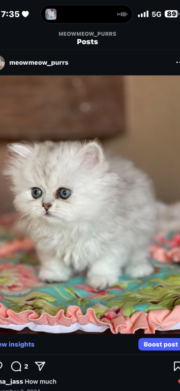 Exotic Persian Kittens photo 3