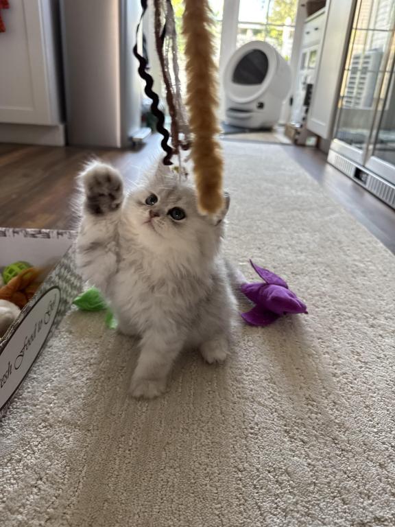 Exotic Persian Kittens photo 21