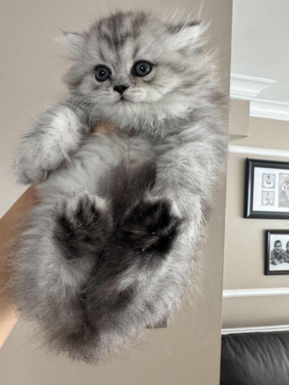 Exotic Persian Kittens photo 4