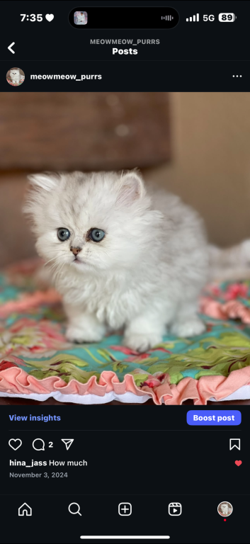 Exotic Persian Kittens photo 1