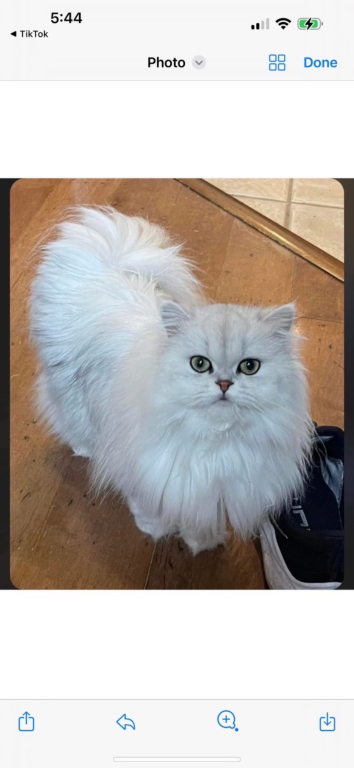 Exotic Persian Kittens photo 2