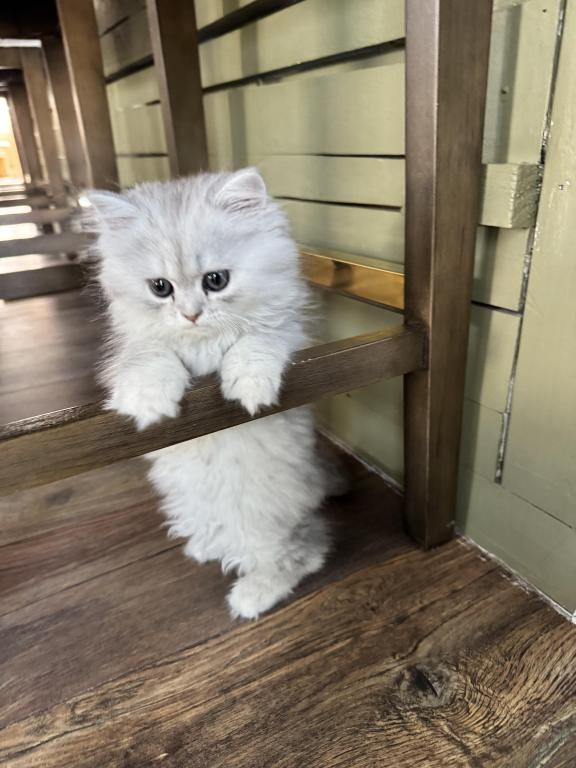 Exotic Persian Kittens photo 22