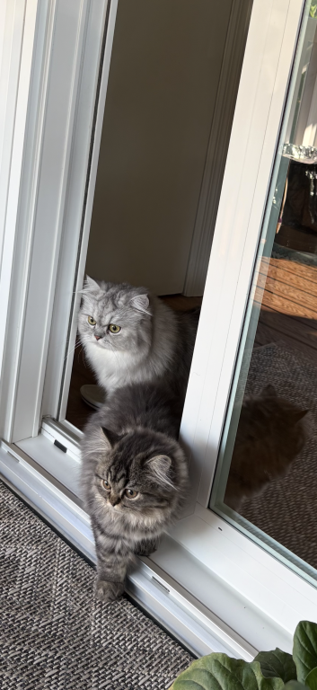 Exotic Persian Kittens photo 28