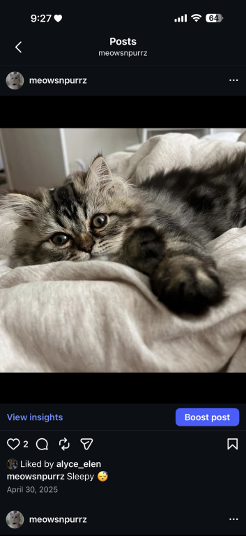 Exotic Persian Kittens photo 11