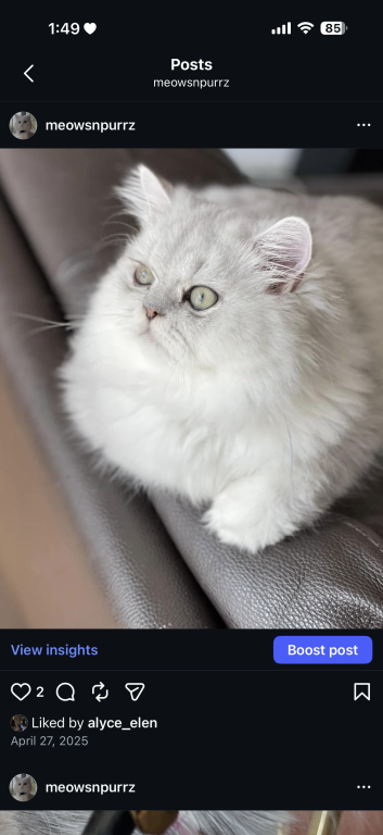 Exotic Persian Kittens photo 13