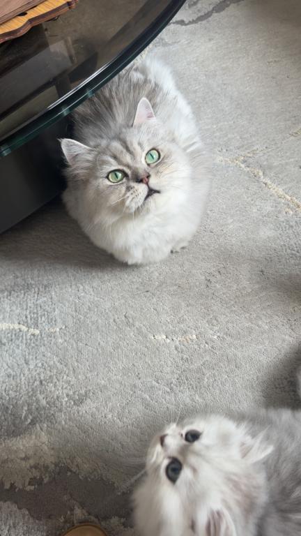 Exotic Persian Kittens photo 20