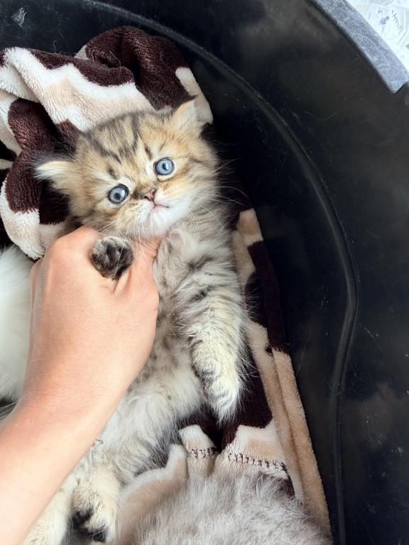 Exotic Persian Kittens photo 17