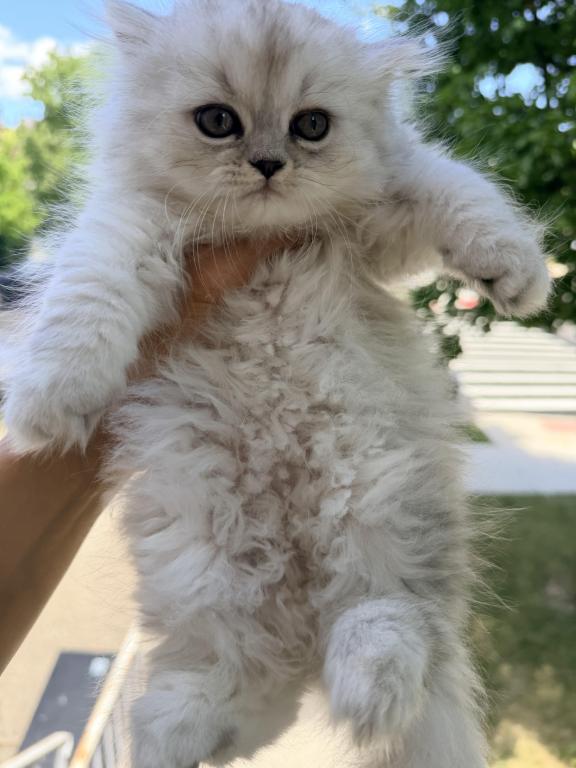 Exotic Persian Kittens photo 15