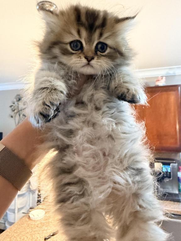 Exotic Persian Kittens photo 10