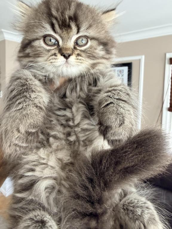 Exotic Persian Kittens photo 14