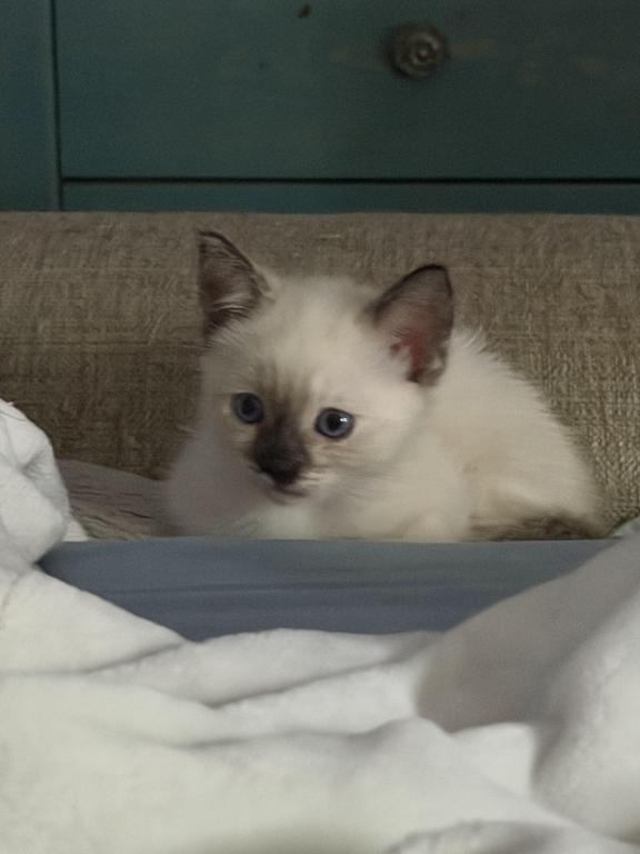 Ella photo 1