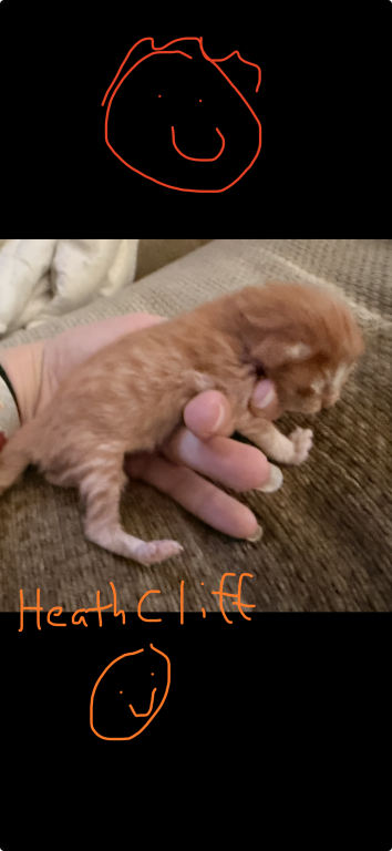 Maine Coon Kittens   TICA Registered photo 6