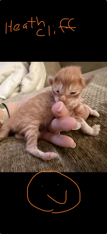 Maine Coon Kittens   TICA Registered photo 1