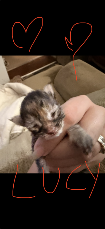 Maine Coon Kittens   TICA Registered photo 3