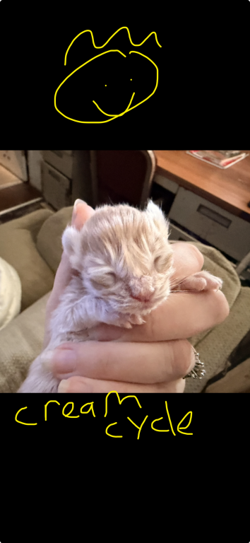 Maine Coon Kittens   TICA Registered photo 7