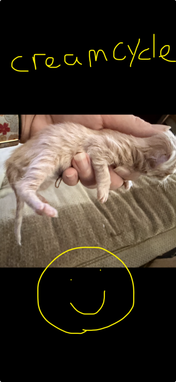 Maine Coon Kittens   TICA Registered photo 4