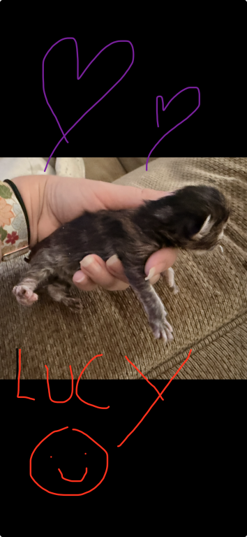 Maine Coon Kittens   TICA Registered photo 5
