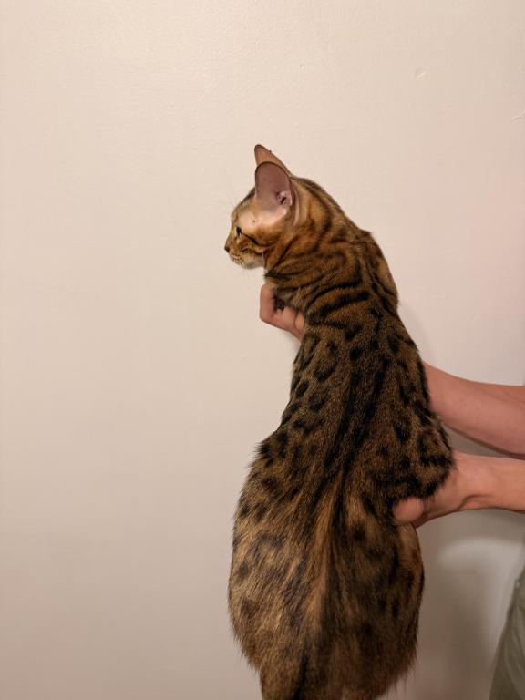 Zena And Kitties photo 15