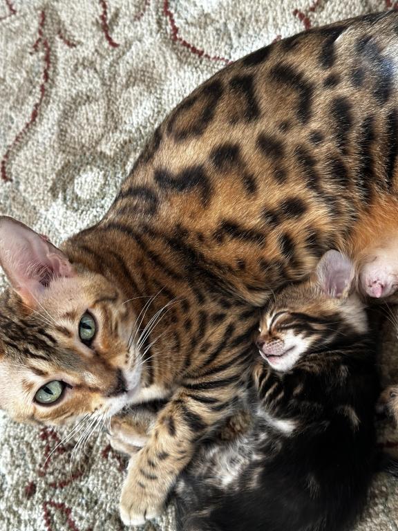 Zena And Kitties photo 16