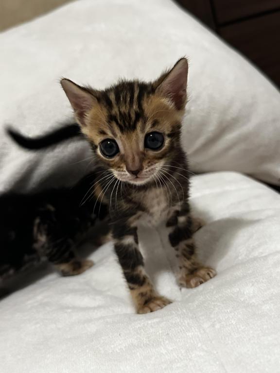 Zena And Kitties photo 7