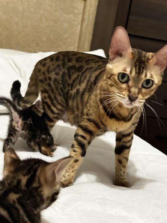 Zena And Kitties