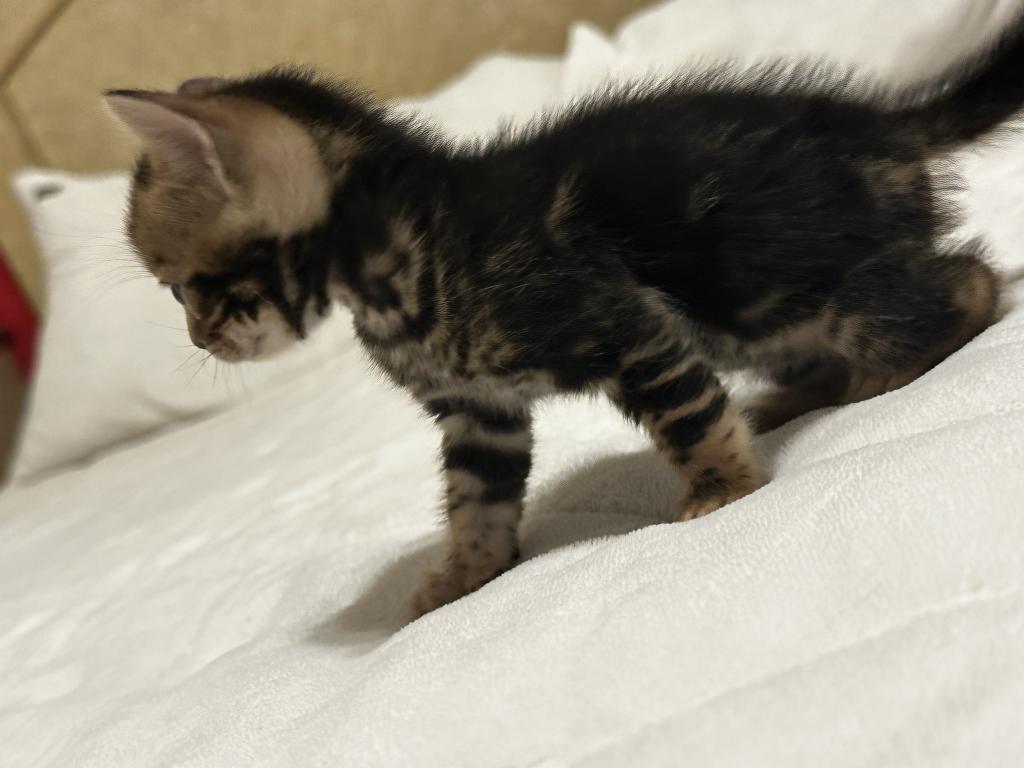 Zena And Kitties photo 3