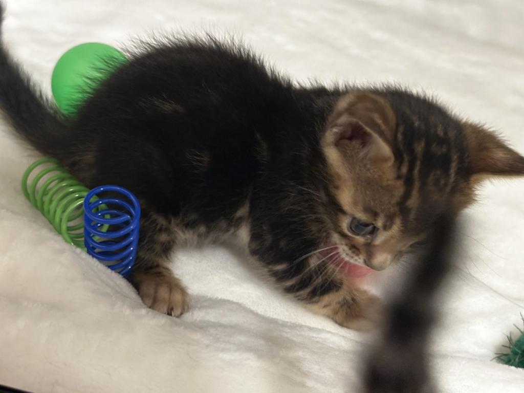 Zena And Kitties photo 5