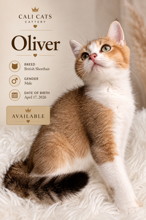 Oliver photo 1