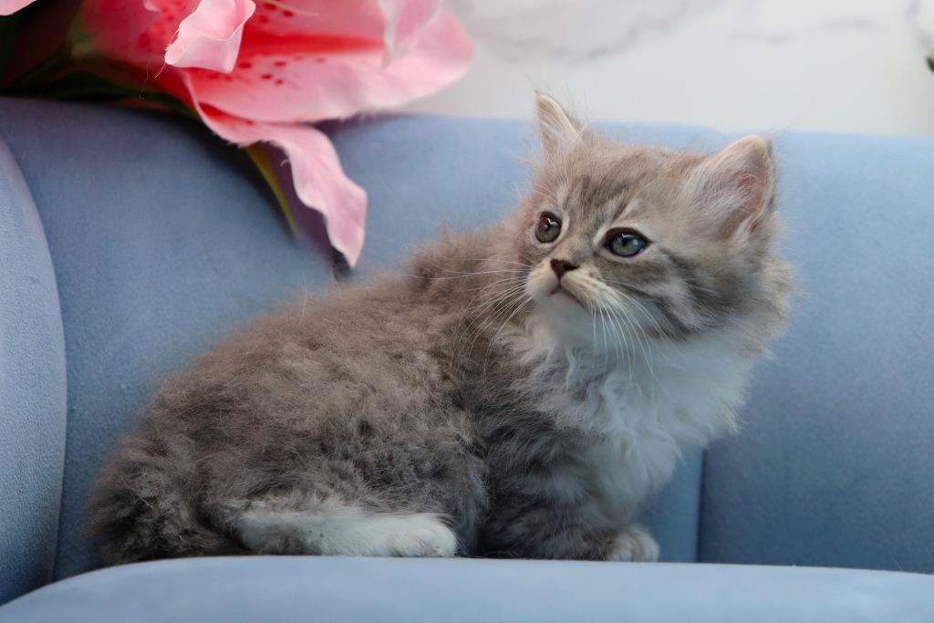 Sasha Of Romanov Dynasty photo 1