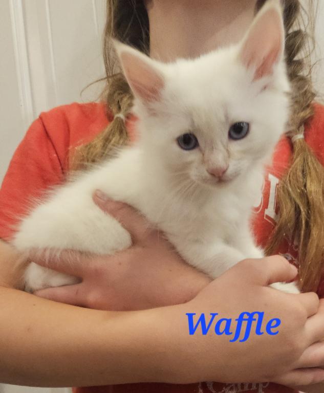 Waffle photo 1