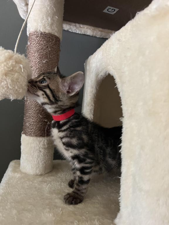 Charcoal Red Collar photo 6