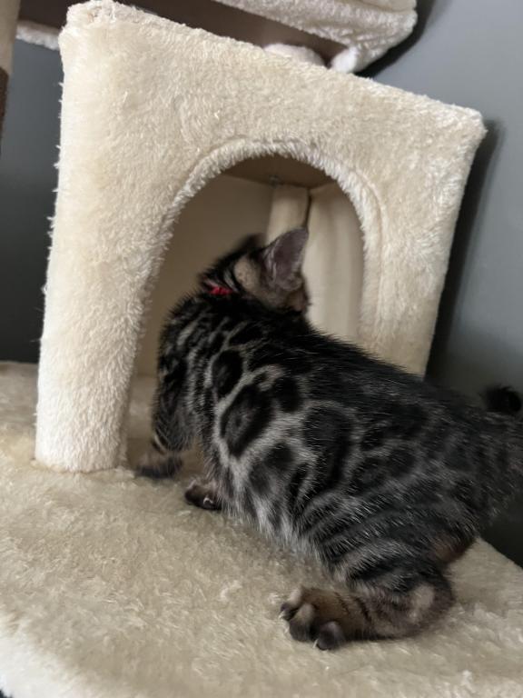 Charcoal Red Collar photo 3