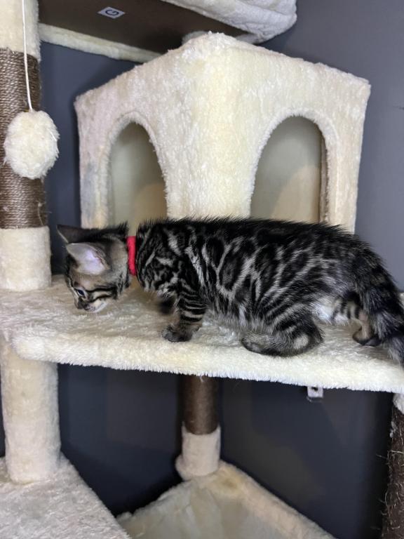Charcoal Red Collar photo 17