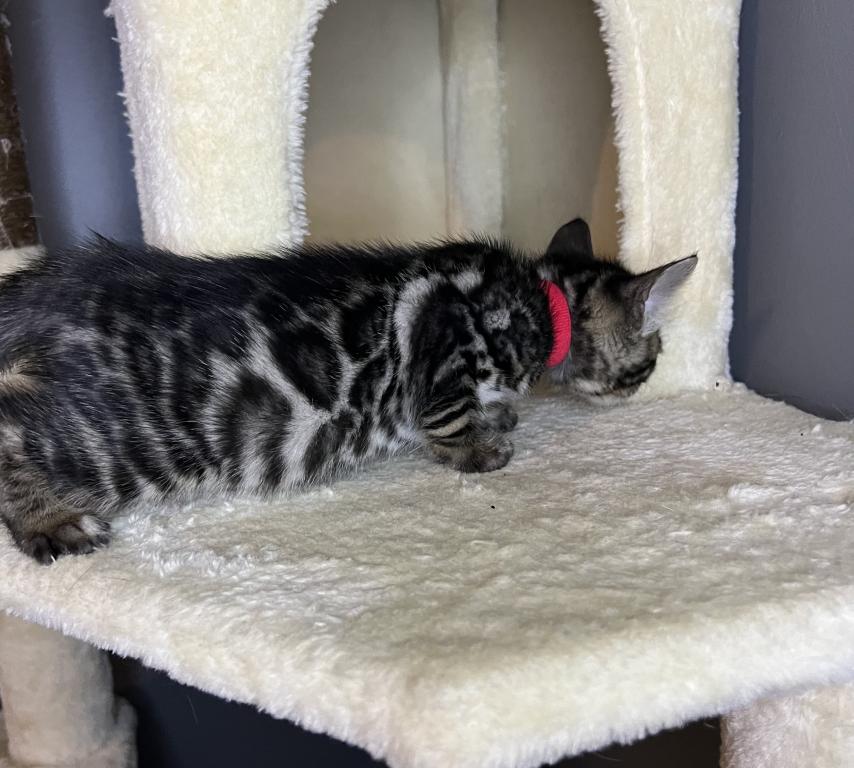 Charcoal Red Collar photo 18
