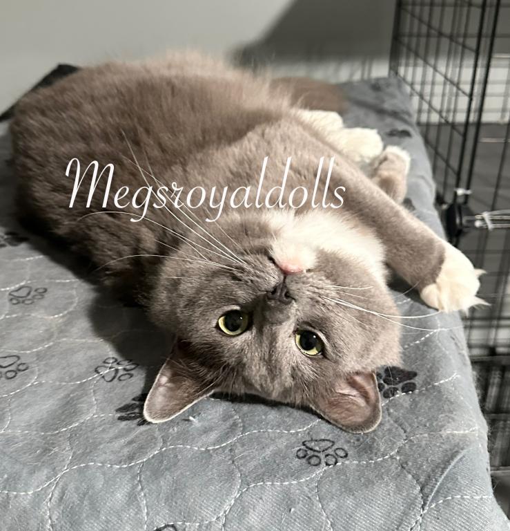 A Queen Deserves Her Retirement Meet Khalessi photo 1
