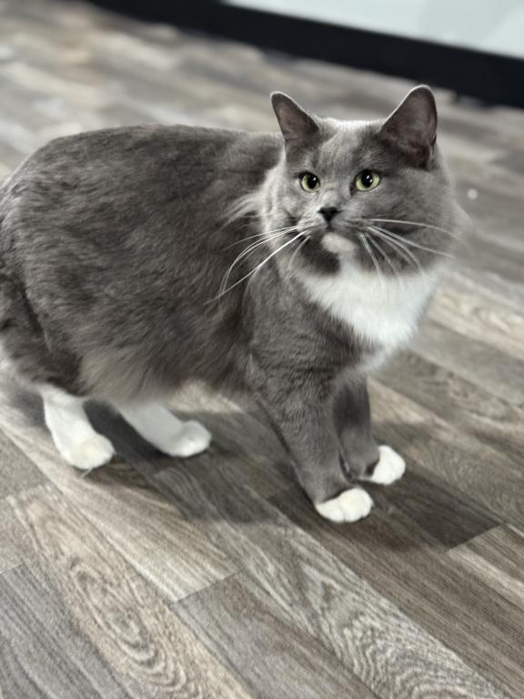 A Queen Deserves Her Retirement Meet Khalessi photo 2