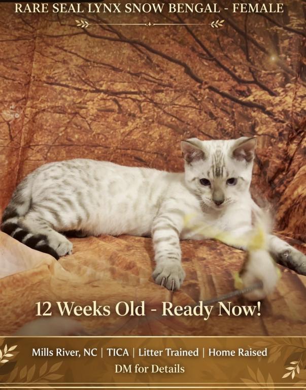 Snow Lynx Female photo 1