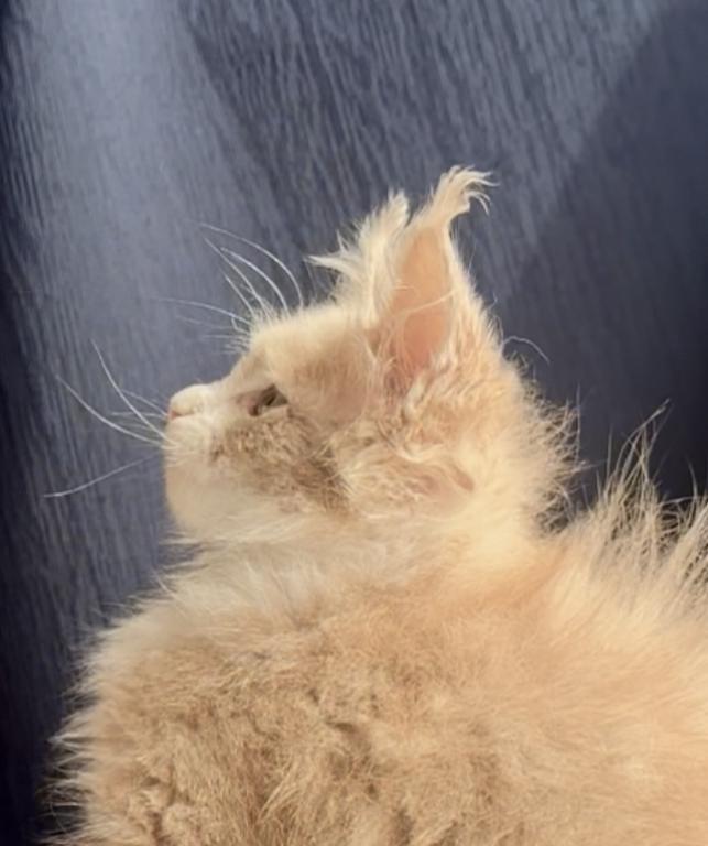 Albus photo 13