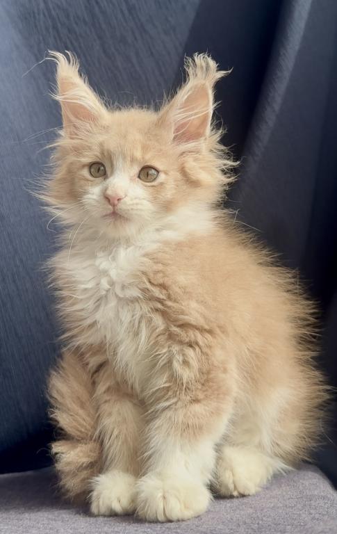 Albus photo 5