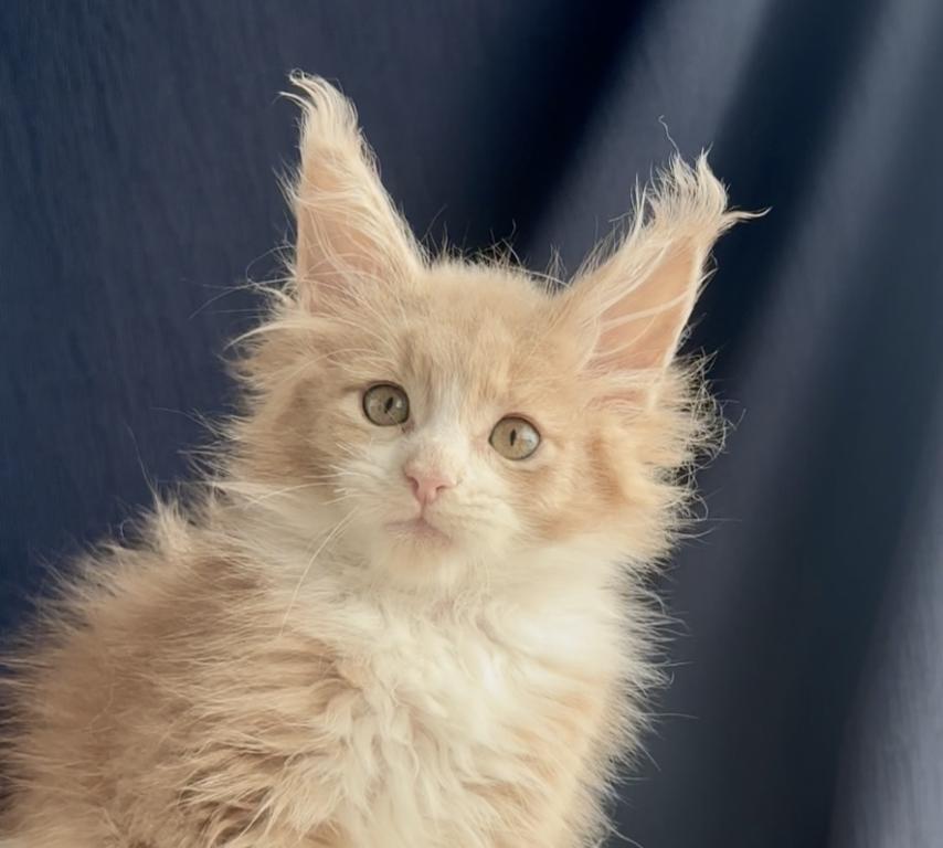 Albus photo 1