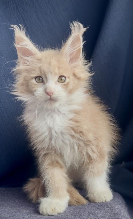 Albus photo 3