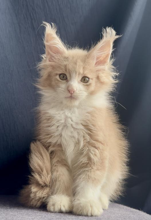 Albus photo 4
