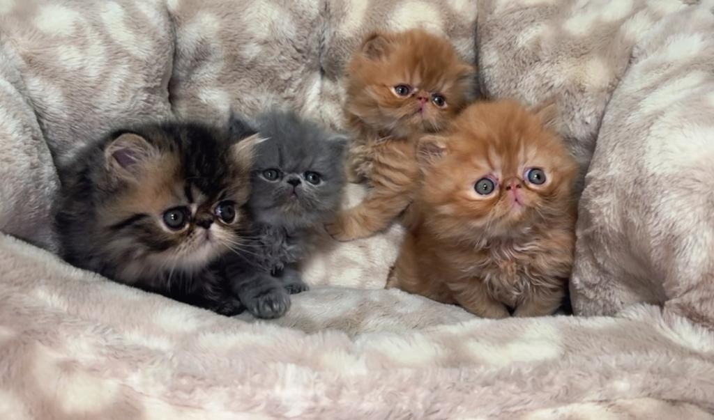 Beautiful Persian Kittens photo 2