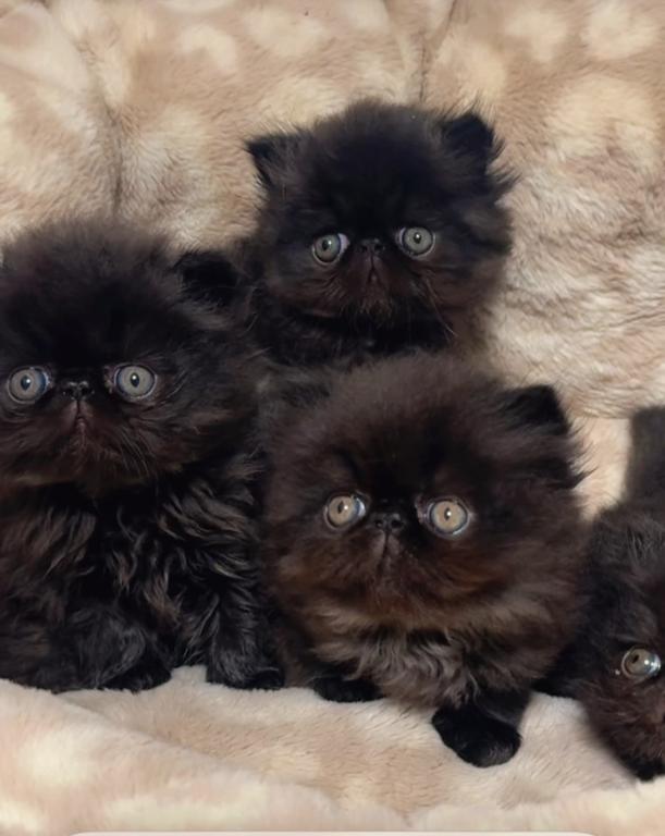 Beautiful Persian Kittens