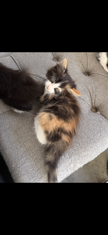 Kittens photo 2